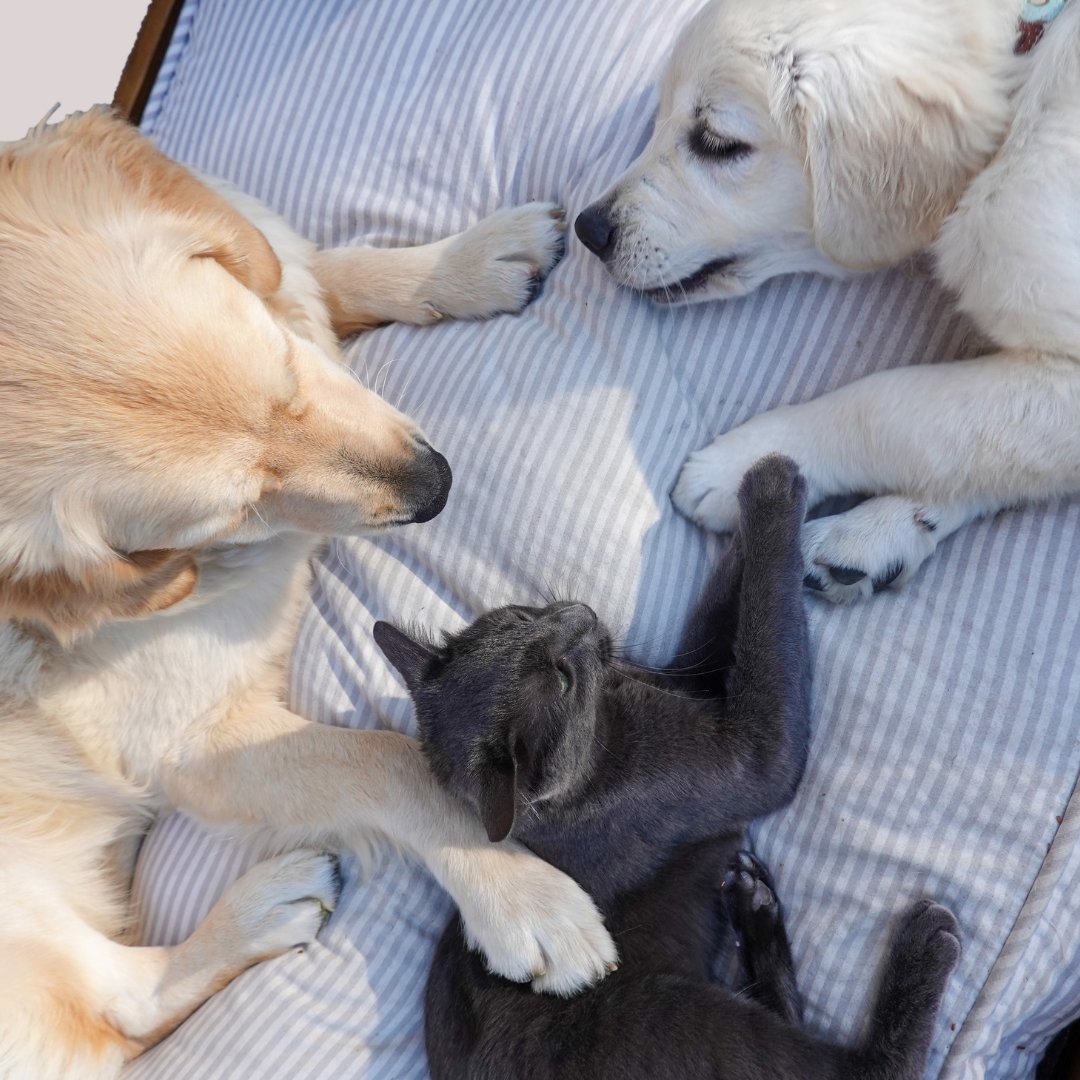 Crates, Beds, Mats & Pads