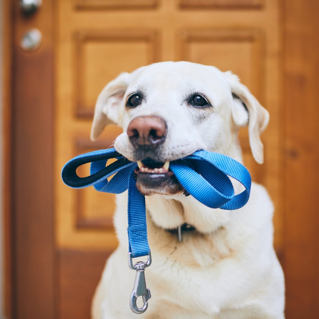 Collars & Leashes