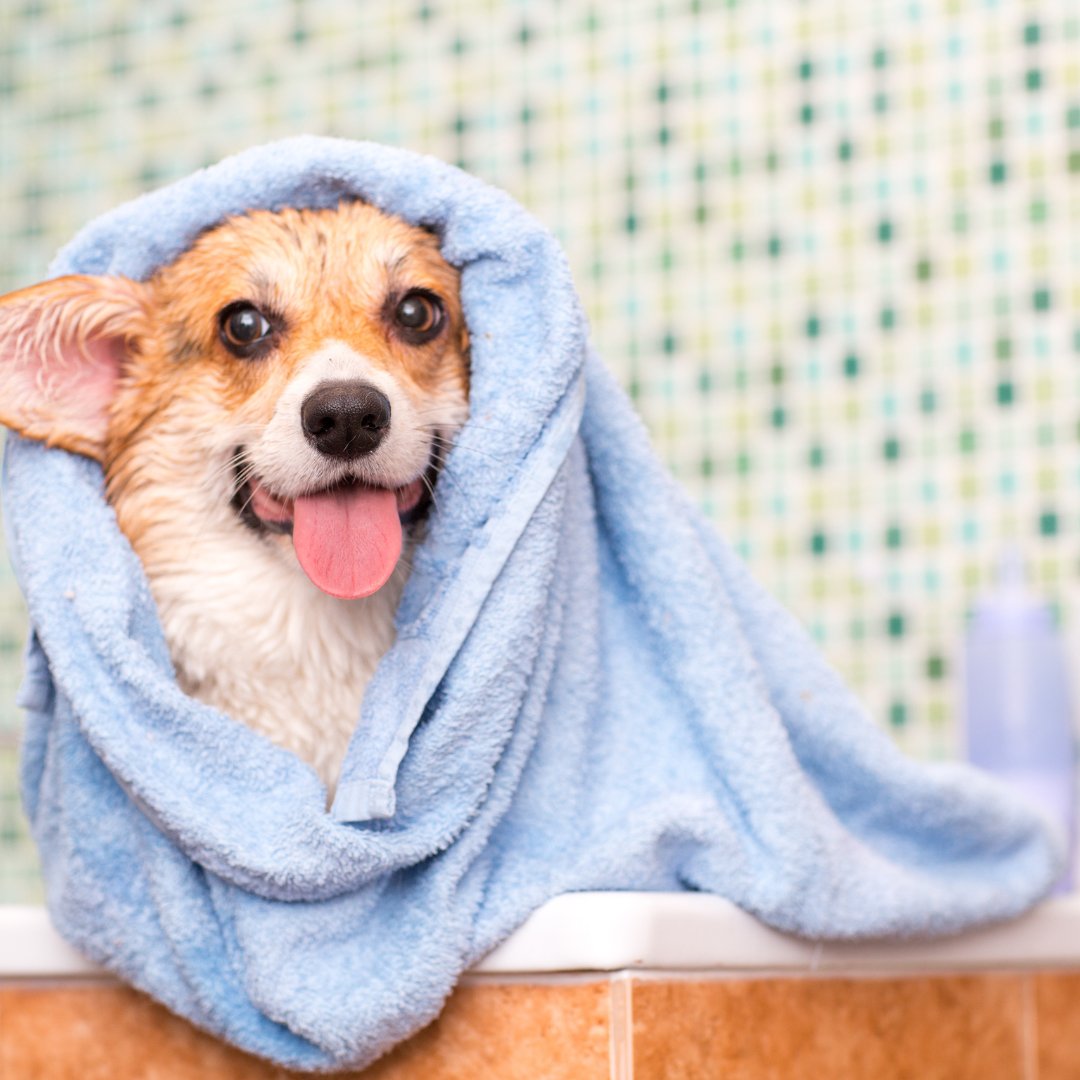 Pet Care & Grooming