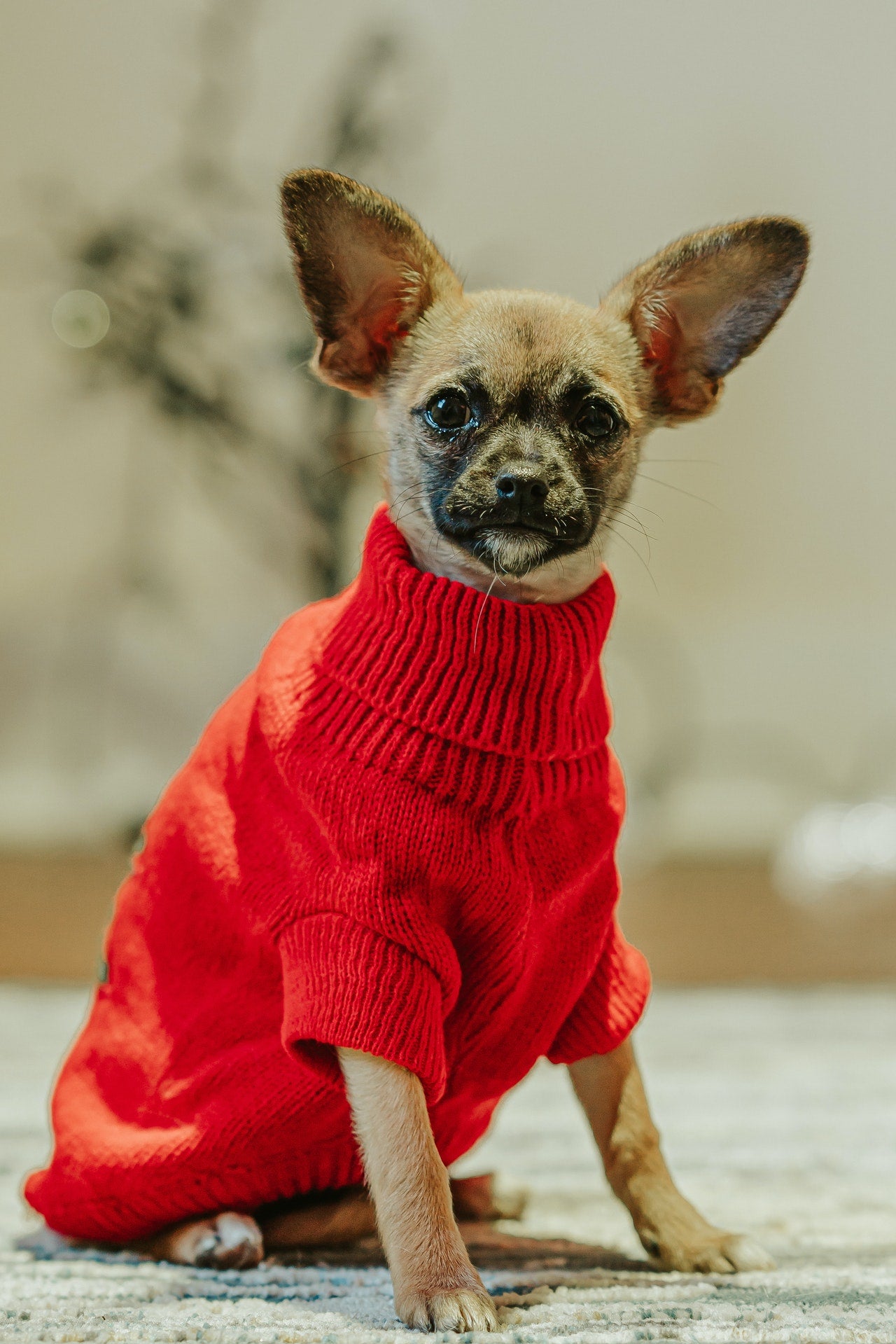Pet Clothing