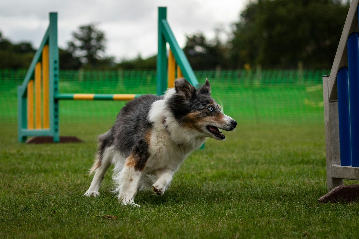 Dog Agility Equipment