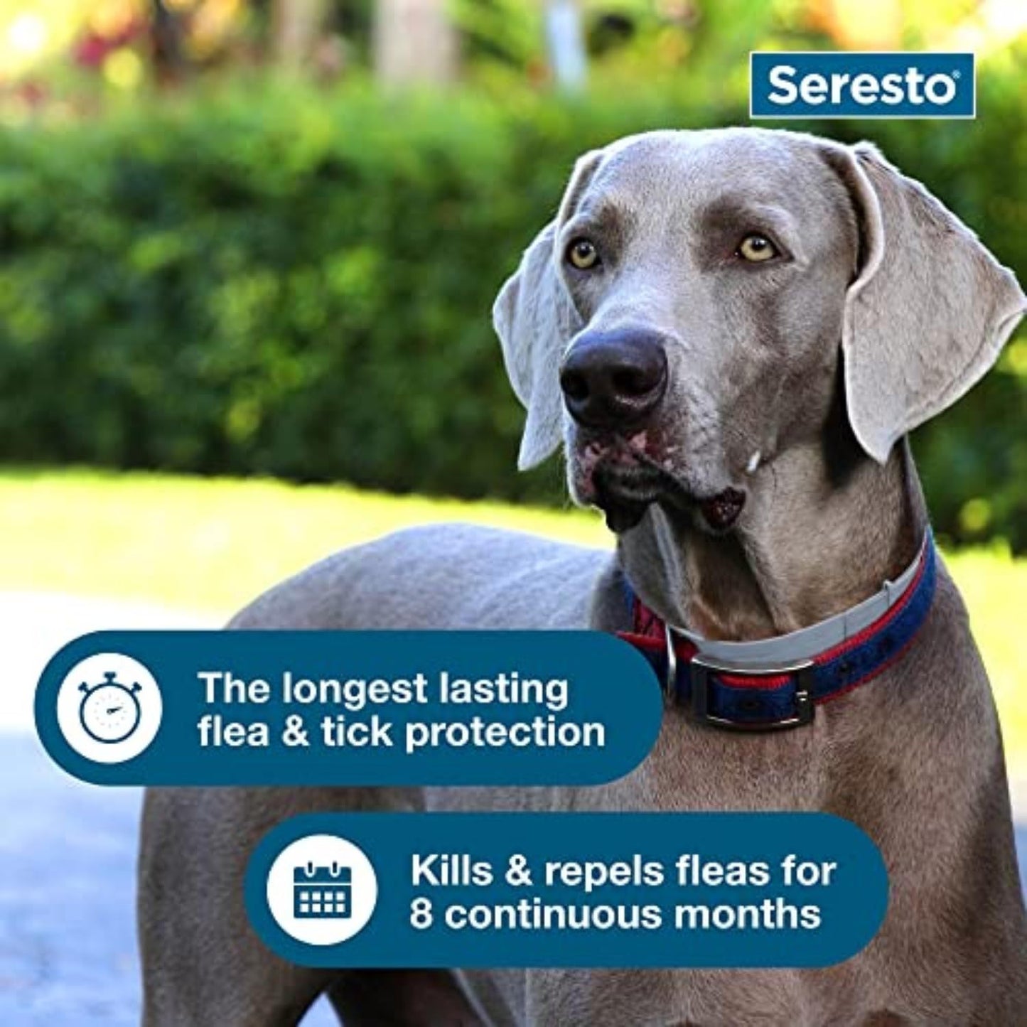 Large Dog Flea & Tick Prevention Collar